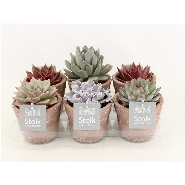 <h4>Echeveria Mix 10,5 in terracotta pot</h4>