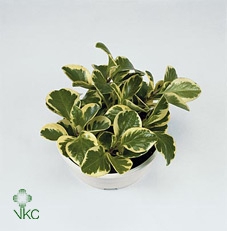 Peperomia Obtusifolia Variegata P12