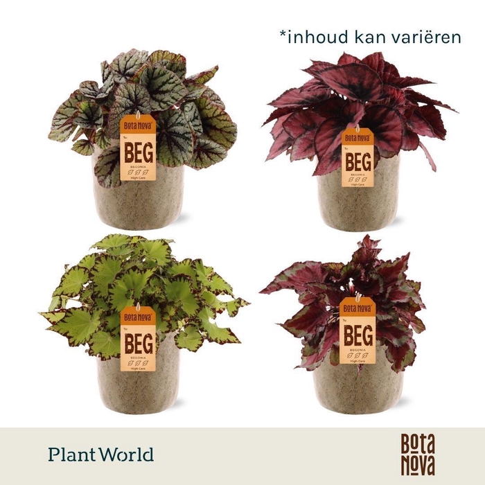 <h4>Begonia rex Magic Colours in Bryan keramiek</h4>