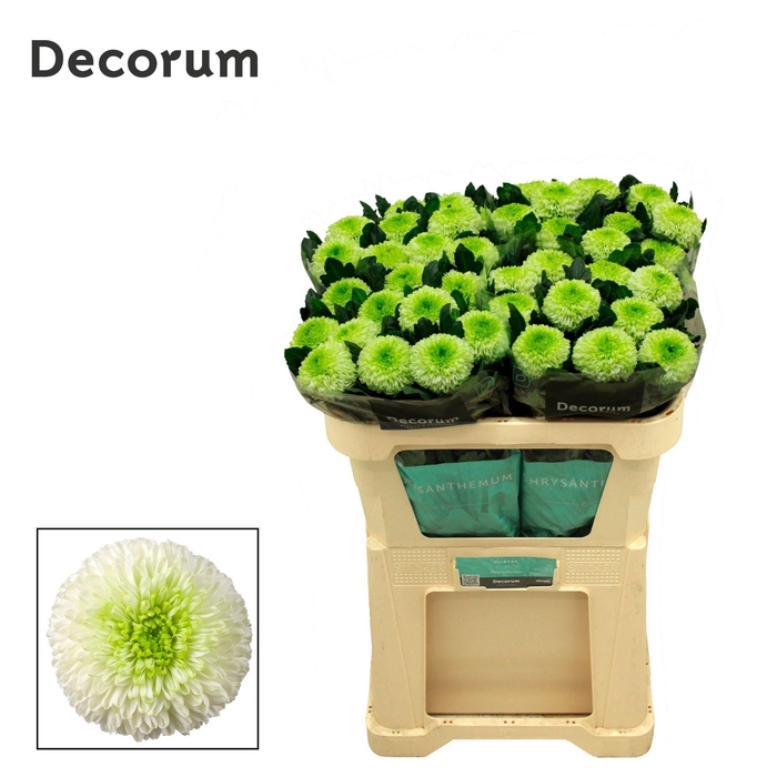 <h4>Chrysanten Chr G Alibaba</h4>