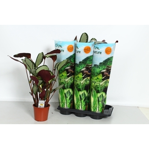 CALAT PICT ARGENTEA