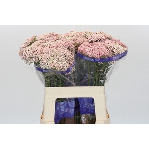 Ozothamnus Cooks Pink