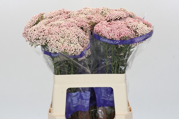 Ozothamnus Cooks Pink