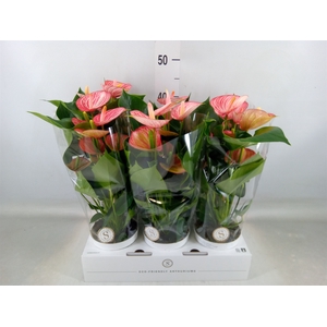 Anthurium andr. 'Livium  Brillante'