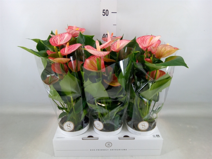 <h4>Anthurium andr. 'Livium  Brillante'</h4>