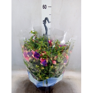 Fuchsia  'Bella Fuchsia Faya'