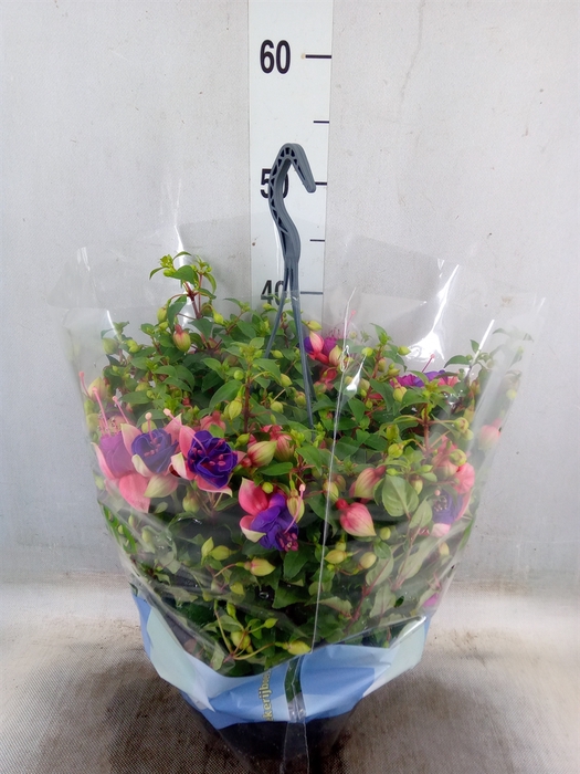 <h4>Fuchsia  'Bella Fuchsia Faya'</h4>