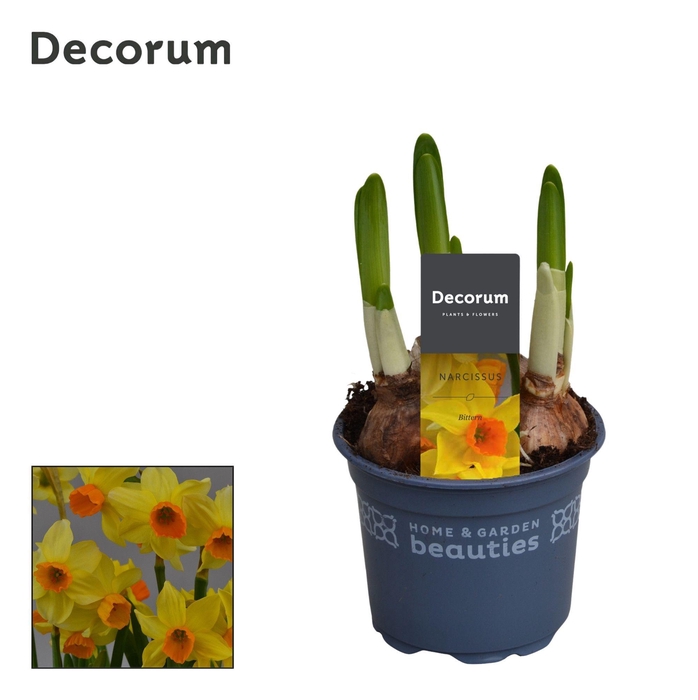 <h4>Narcis Bittern</h4>