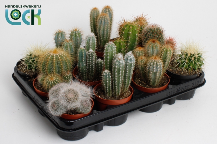 <h4>cactus mix 8.5 cm</h4>