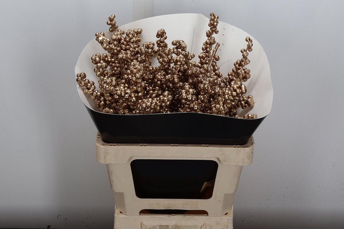 <h4>Ilex Wx Goud Xl</h4>