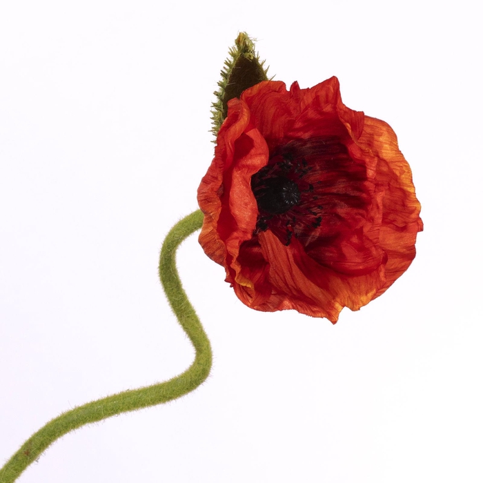 <h4>Papaver Spray Orange FL440249ORA</h4>