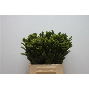 Kaaps Brunia Albiflora Green