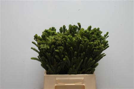 Kaaps Brunia Albiflora Green