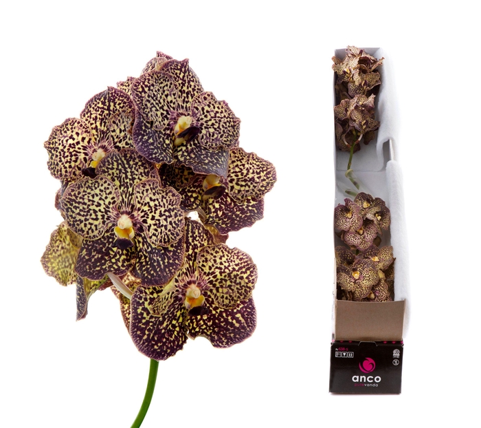 <h4>Vanda Ocelot Mocha X5</h4>