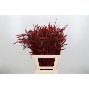 Grevilea Ivanhoe Kl Bh Rood