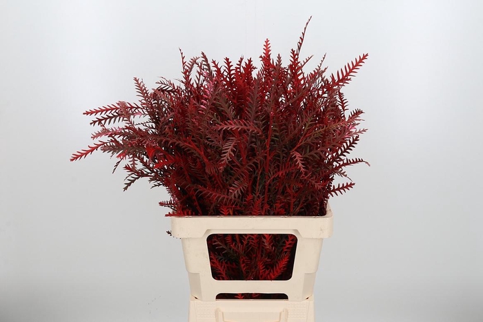 <h4>Grevilea Ivanhoe Kl Bh Rood</h4>