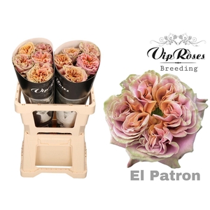 Rosa a grande fleur El Patron