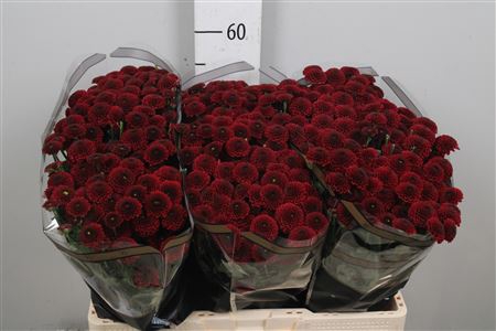 <h4>Chr S Aaa Purpet Red</h4>