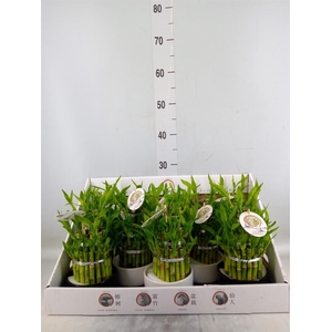 Dracaena sand. 'Lucky Bamboo' ..pyr