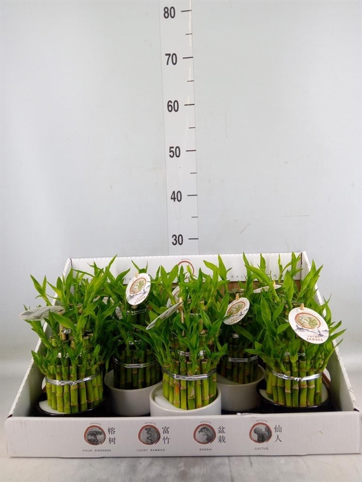 <h4>Dracaena sand. 'Lucky Bamboo' ..pyr</h4>