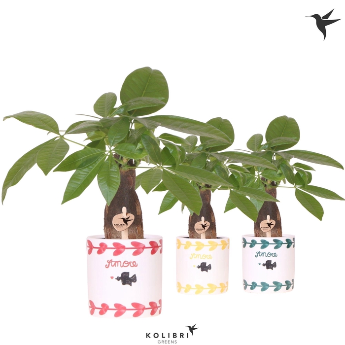 <h4>Kolibri Greens Pachira in Amore pot mix</h4>
