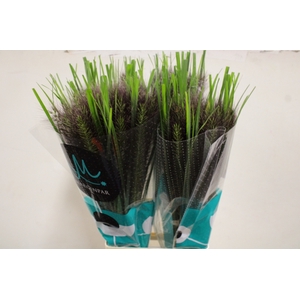 SIERGRAS PENNISETUM BLACK FOX X25