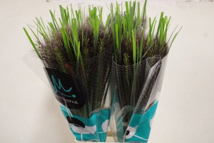 <h4>SIERGRAS PENNISETUM BLACK FOX X25</h4>