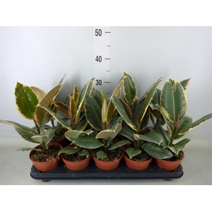 Ficus elastica 'Tineke'