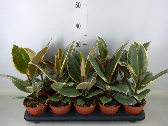 <h4>Ficus elastica 'Tineke'</h4>