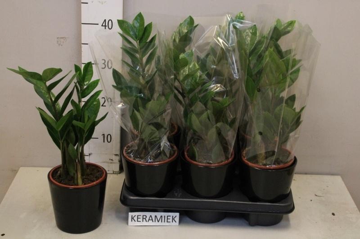 <h4>ZAMIO ZAMIIFOLIA</h4>