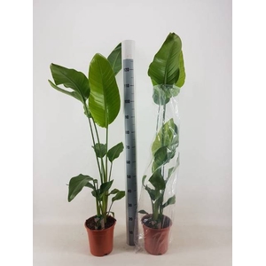 STRELITZIA NICOLAI