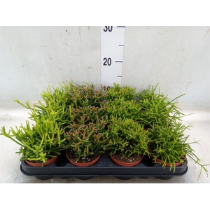 Rhipsalis   ...mix