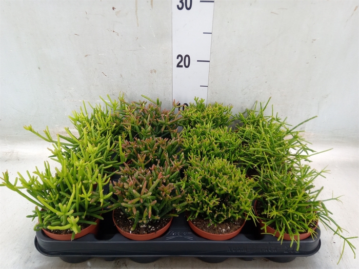 <h4>Rhipsalis   ...mix</h4>