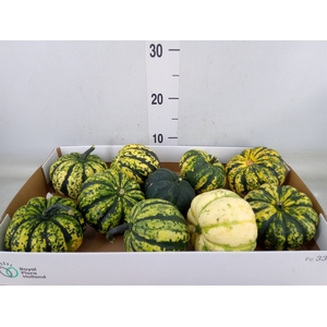 Cucurbita
