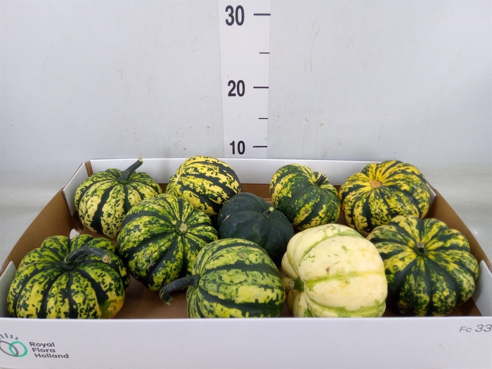 <h4>Cucurbita</h4>