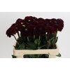 Dahlia Black Fox