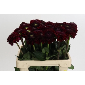 Dahlia Black Fox