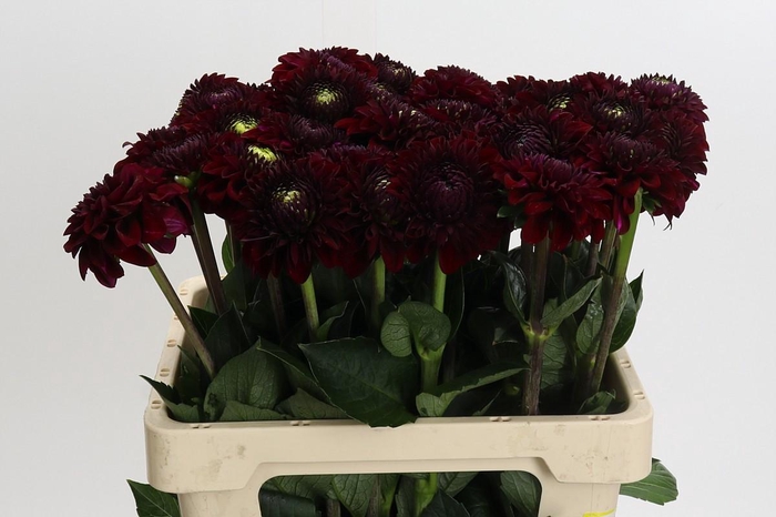 <h4>Dahlia Black Fox</h4>