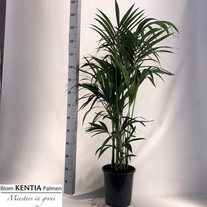 HOWEA FORSTERIANA