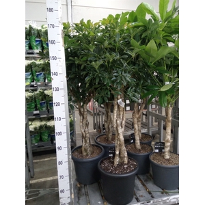 Schefflera arbor. 'Compacta'