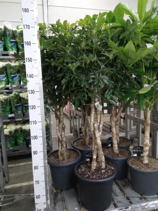 <h4>Schefflera arbor. 'Compacta'</h4>