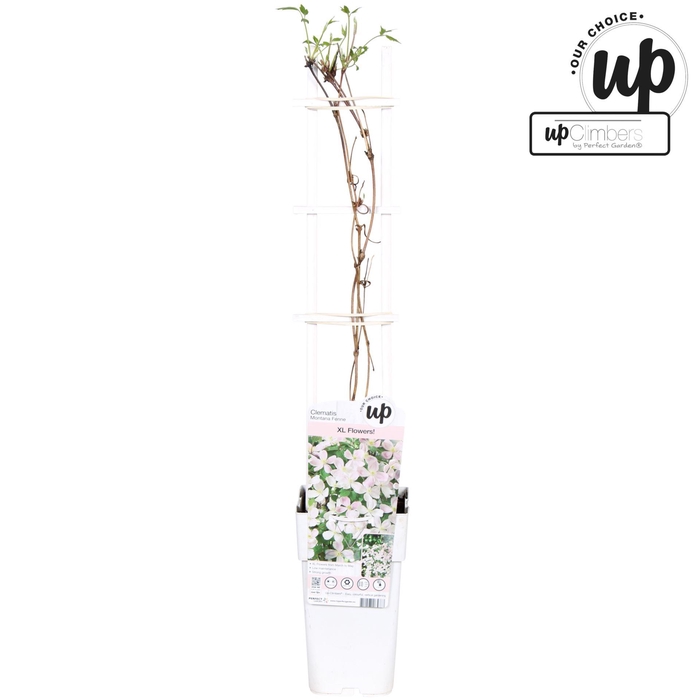 <h4>Clematis Montana</h4>