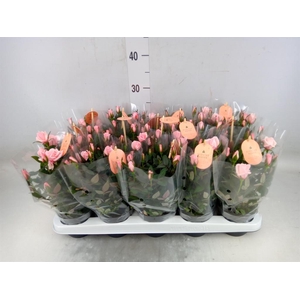 Rosa  'Rosaroma Pink'