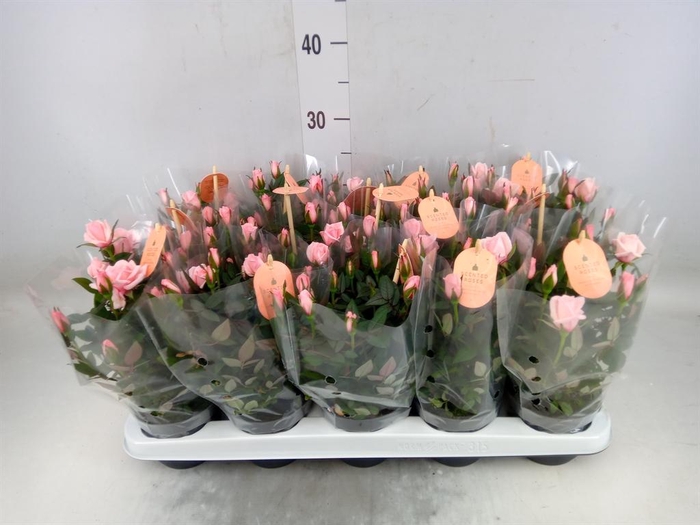 <h4>Rosa  'Rosaroma Pink'</h4>