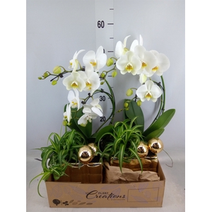 Arr.  Phalaenopsis H%