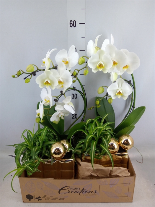 <h4>Arr.  Phalaenopsis H%</h4>