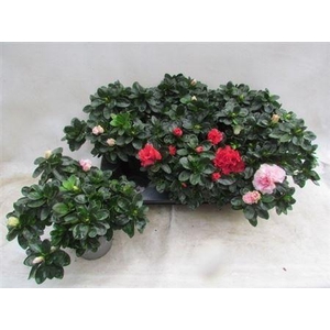 Rhodo Si Vogel Gem