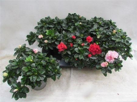 <h4>Rhodo Si Vogel Gem</h4>
