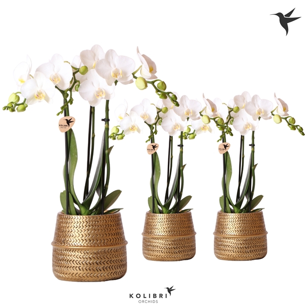 <h4>Kolibri Orchids Phalaenopsis white 3 spike in Groove pot gold</h4>