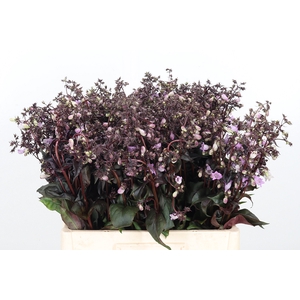 Penstemon Overig